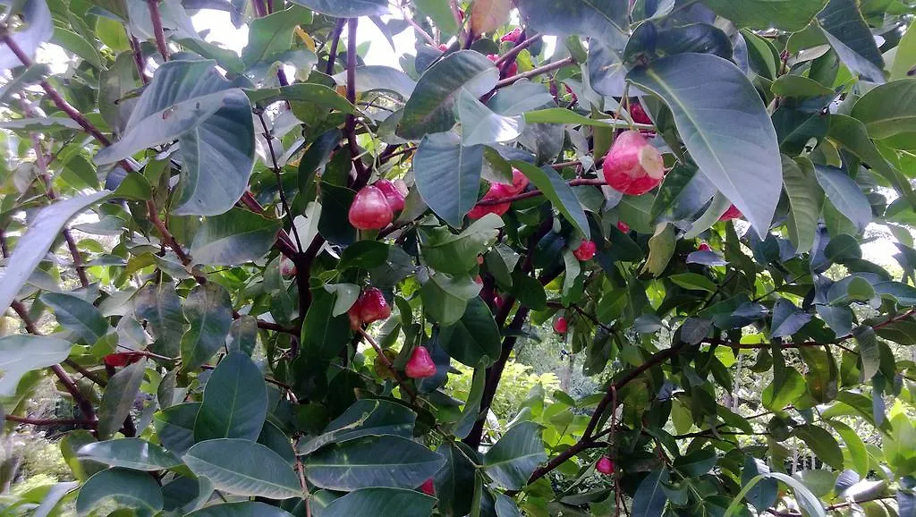 Shawn Dale Homestay Ramakkalmedu Farmház