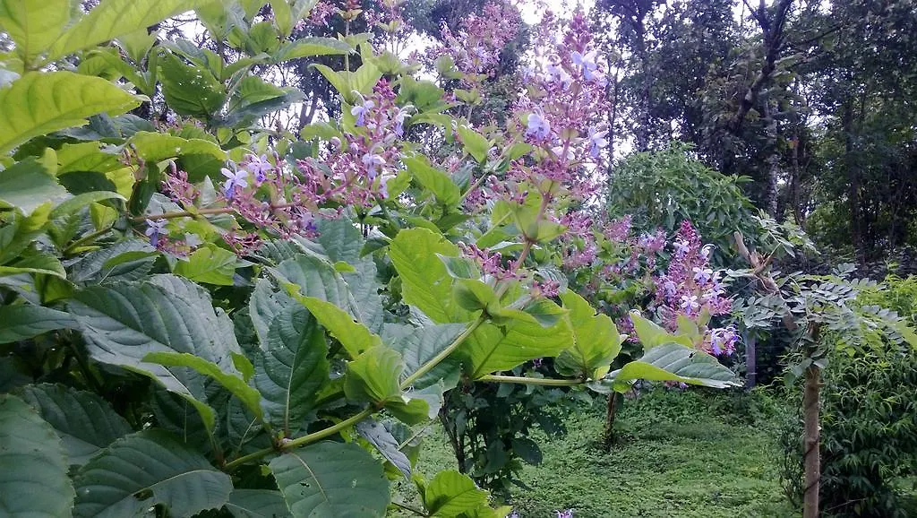 Farmház Shawn Dale Homestay Ramakkalmedu India